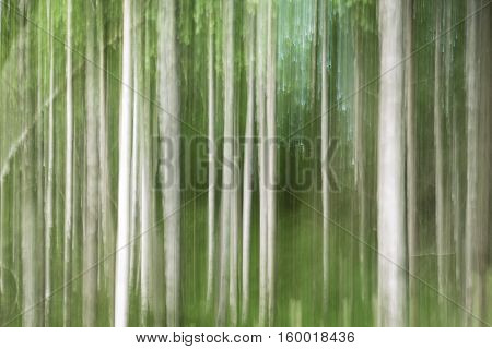 Icm Shot of Birch forest nice brushlike structure.