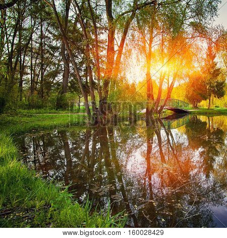 Tranquil Pond With Lush Green Woodland Park in Sunshine. Reflection of trees in water