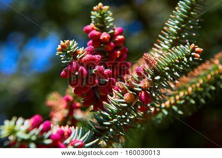 Close Up Of Red Cones On Spanish Fir Tree Branch