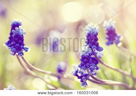 Blossoming muskari in dew drops since morning in the spring