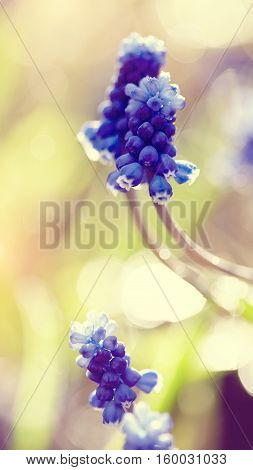 Blue spring flower of a muskari lit with the sun.