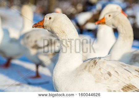 White domestic goose on a farmstead in the winter.