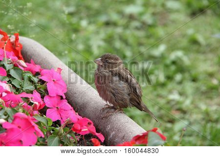 Sparrow / Sparrow sitting on a perch