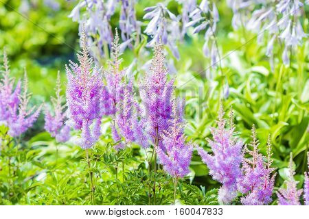 Blooming pink Astilba Arends Amethyst ( lat. Astilbe arendsii 