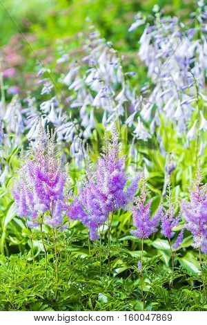 Blooming pink Astilba Arends Amethyst ( lat. Astilbe arendsii 