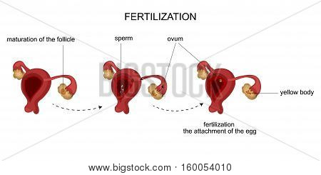 vector illustration of female reproductive organs. Menstrual cycle.