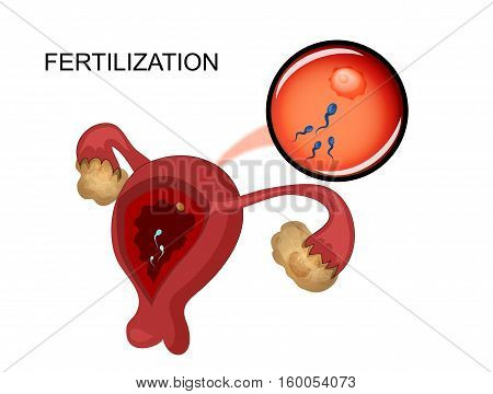 vector illustration of female reproductive organs. sperm