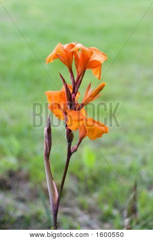 Orange Canna Lilien