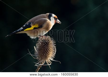 Goldfinch (Carduelis Carduelis) perched on a Teasle
