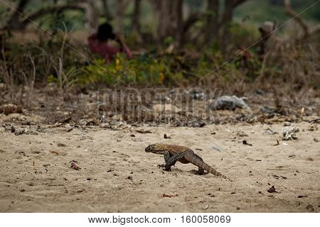 Komodo dragon youngster with local people in the beautiful nature habitat on the famous island in Indonesia, dragons, wildlife, rare and beauty, danger, gigantic and the biggest lizard on the earth,