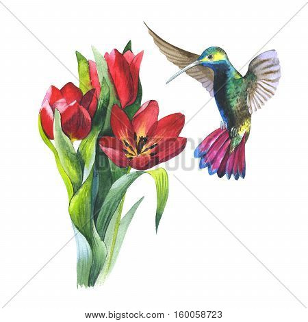 Wildflower tulip flower and colibri bird in a watercolor style isolated. Aquarelle wild flower and bird for background, texture, wrapper pattern, frame or border.