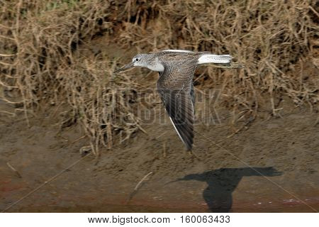 Flying Common Greenshank (Tringa nebularia). Goa India
