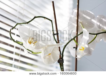 vase, flowers in the window, the sun, interior