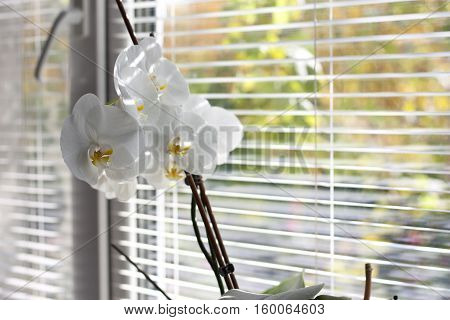 vase, flowers in the window, the sun, interior