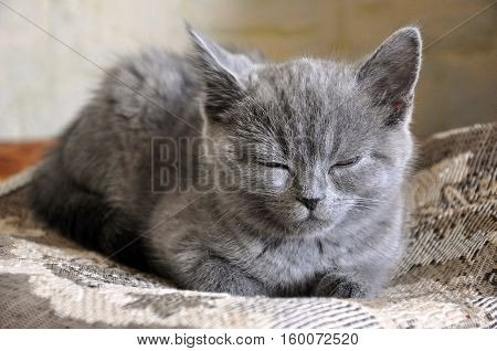 British Shorthair cat is sleeping on the bad