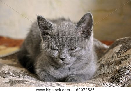 British Shorthair cat is sleeping on the bad