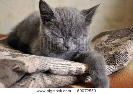 British Shorthair cat is sleeping on the bad