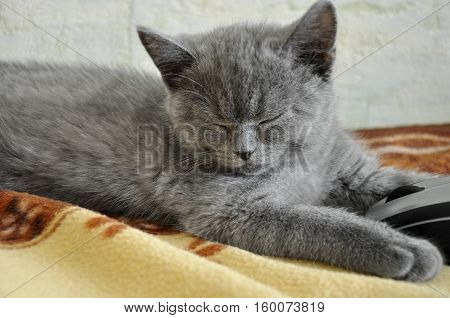 British Shorthair cat is sleeping on the bad with computer mouse