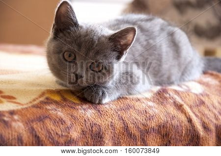 British Shorthair cat is playing on the bad and looking forward