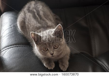 British Shorthair cat sit on the black leather chair