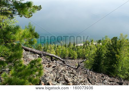 Coniferous trees on shore of lake. Irkutsk region. Russia