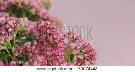 Sedum flowers bouquet on a gray background
