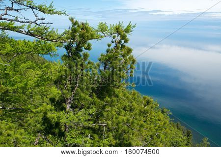 Coniferous trees on shore of lake. Irkutsk region. Russia