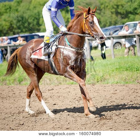 racing horse portrait in action on competition