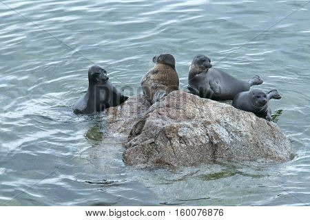 The Baikal seal - nerpa , is a species endemic unique to Baikal, the worlds deepest lake.