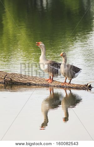 Two Greylag geese are at the pond and are reflected in the water