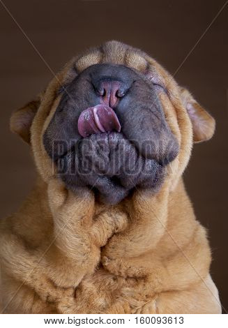 brown puppy dog sharpei breed showing tongue