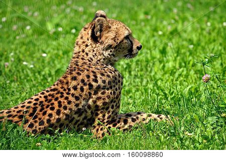 View of exotic dangerous animal -  cheetah in the grass