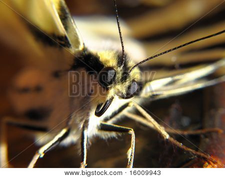เบื้องหน้าของผีเสื้อ Papilio Machaon