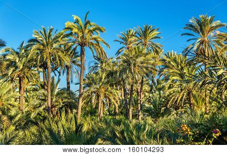 The Palmeral of Elche, Spain, one of the largest in the world. UNESCO heritage site