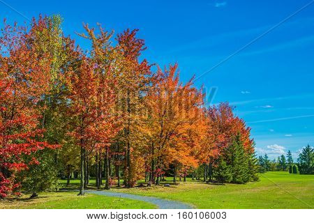 Golden autumn in French Canada. Warm sunny day on the outskirts of Montreal . Multi-colored crowns of the trees stand out beautifully against the blue sky