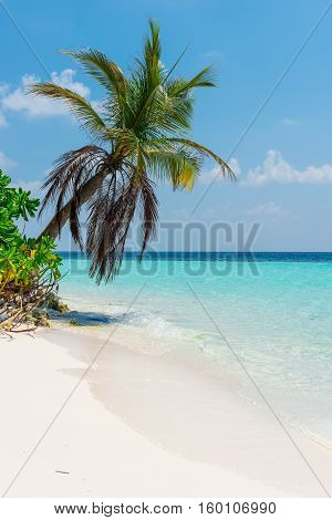 Panorama of tropical island Beach with palm trees. Vintage filter soft light