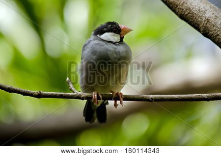 this is a close up of a Java Sparrow
