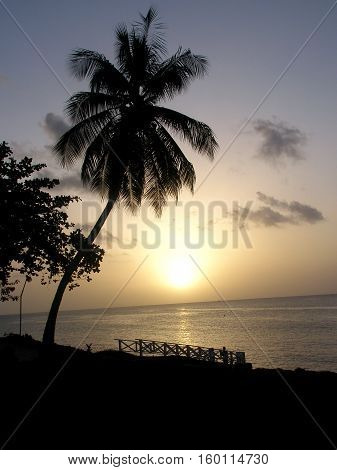 Beautiful Sunset, Tobago Beach with Palm Tree