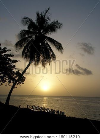 Beautiful Sunset, Tobago Beach with Palm Tree
