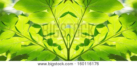 abstract background of green leaves sunlight shines Konjac leaves