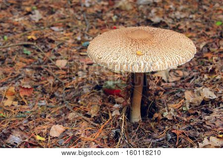 inedible mushroom of toadstool in the forest