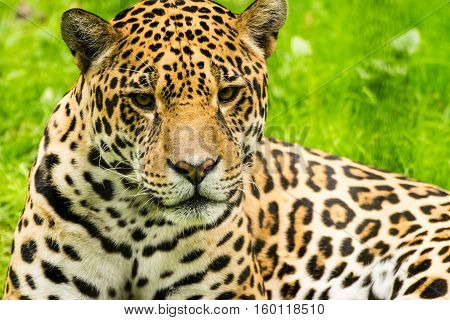 Close-up view of a Jaguar. Panthera onca