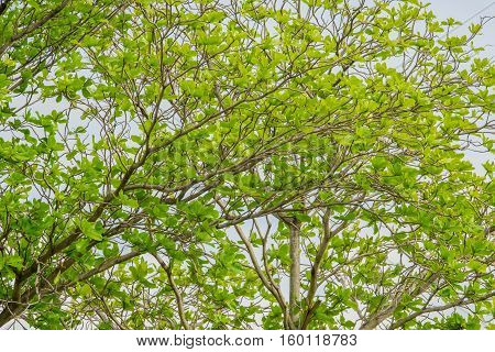 Branches of tree with fresh green foliage and blue sky. low angle view. (Terminalia catappa)