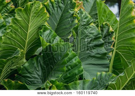 abstract background of big green Leaves (Araceae)