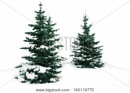 Christmas trees snowy winter. The spruce tree. Beautiful green fir on a white background. The nature of New Year winter.