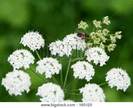 Albina