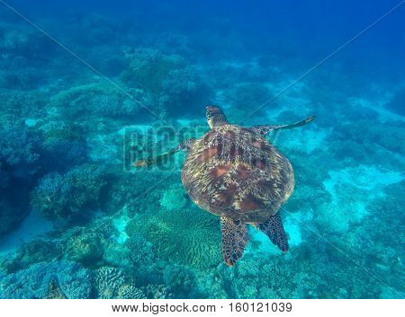 Sea turtle in blue water of tropical lagoon. Green turtle swimming underwater close photo. Wild animal of tropical sea. Turquoise seawater.