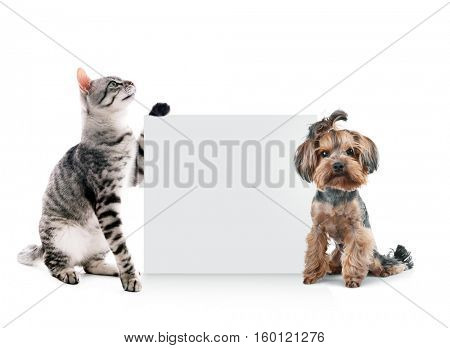 Cute cat and dog with blank card on white background