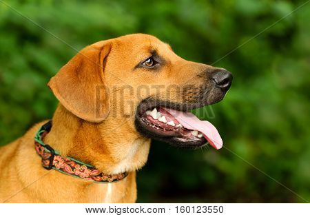 Happy dog is a closeup of an eager excited big puppy dog with his tongue hanging out of his mouth and a happy look on his face.