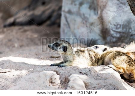 A tight shot of alert family of watchful African desert Meerkats (Suricata suricatta) on guard duty.